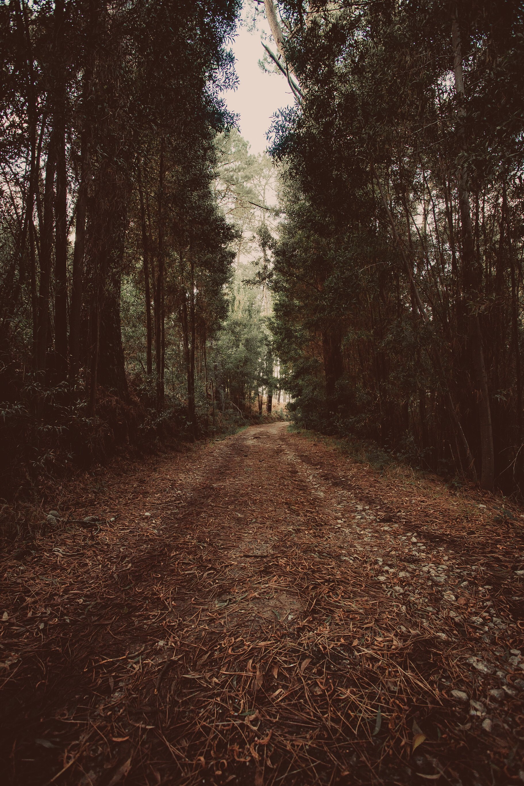 Forest Trees Photograph