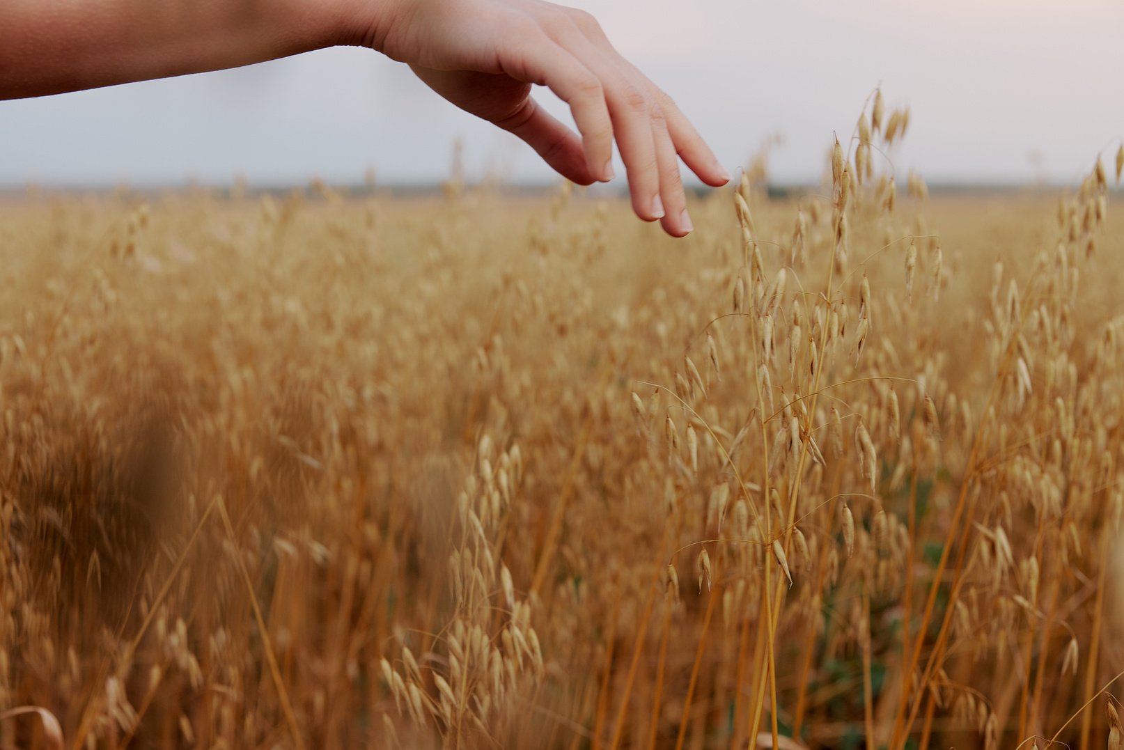 Human Hand Spikelets of Wheat Sun Nature Agriculture Fresh Air